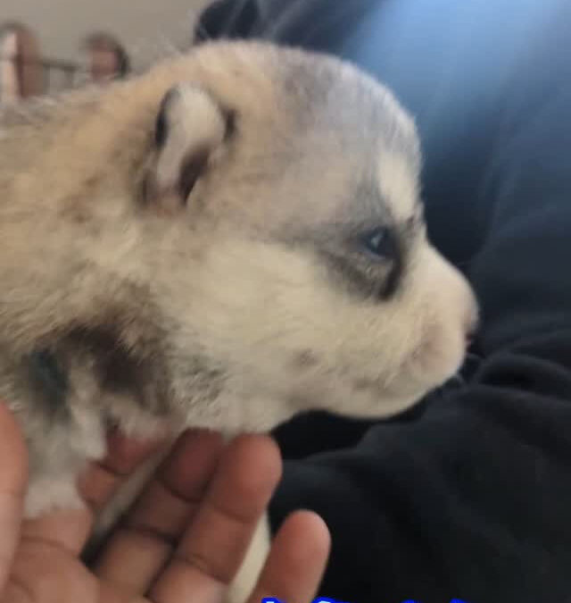 生後14日琥珀BABY