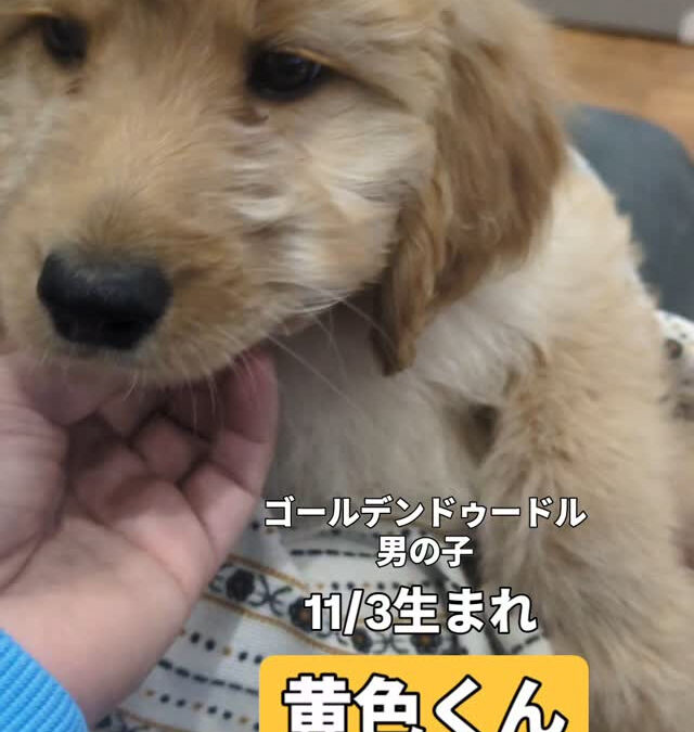 ゴールデンドゥードルの兄弟1頭
