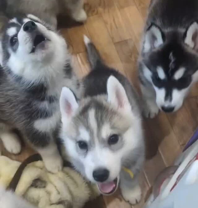 チビハスちゃんのおしゃべり練習