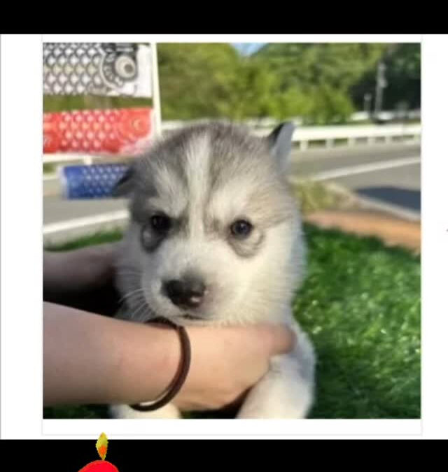2024.3.29生まれのハスベビちゃんが1歳になりました❤