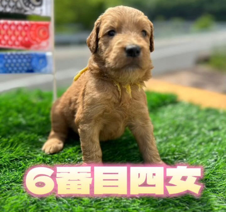 2024/4/4生まれのあずき✕バルス