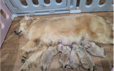 ゴールデンドゥードルの子犬が生まれました！