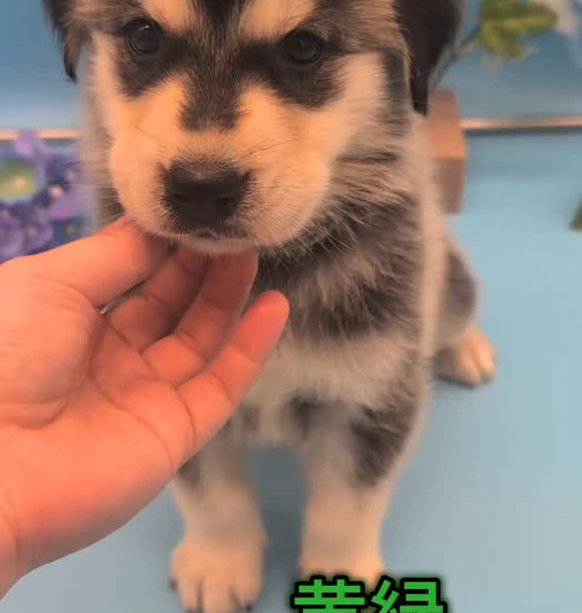 ゴルスキー(ゴールデン✕ハスキー)