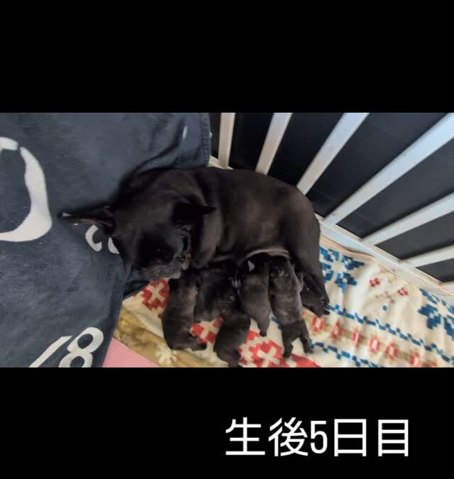 涼音BABY