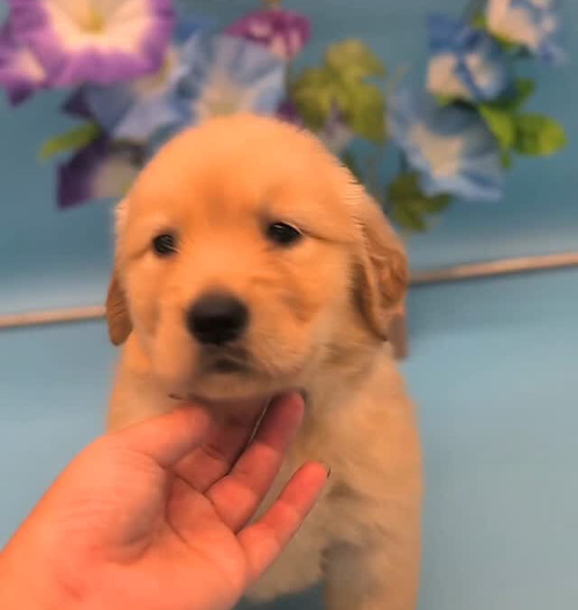 ゴールデンレトリーバー