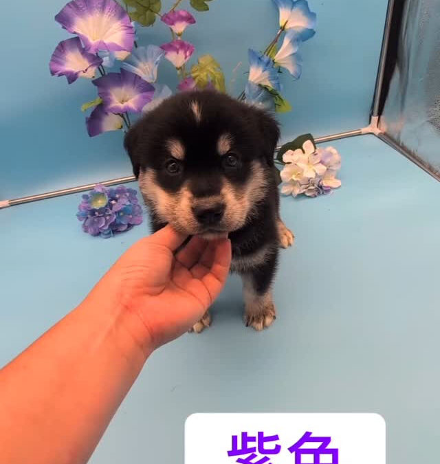 ゴルスキー（ゴールデン✕ハスキー）