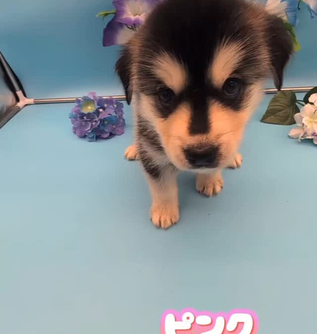 ゴルスキー（ゴールデン✕ハスキー）