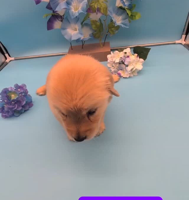 ゴールデンレトリーバー