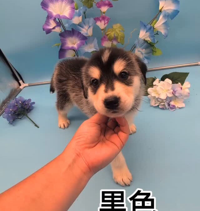 ゴルスキー(ゴールデン✕ハスキー)