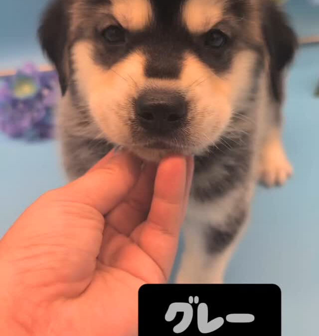 ゴルスキー（ゴールデン✕ハスキー）