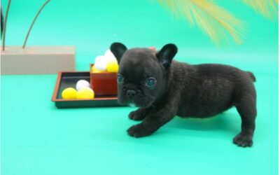 フレンチブルドッグ 7/25生まれ　色 ブリンドル ピンク♀