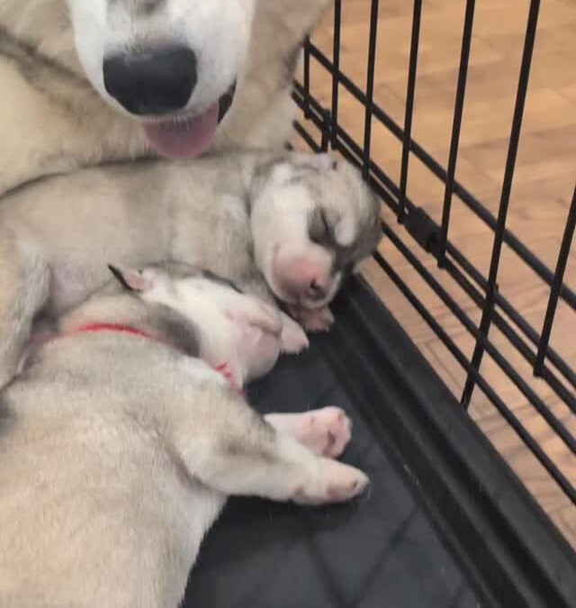 琥珀BABY6日目を迎えました❣️