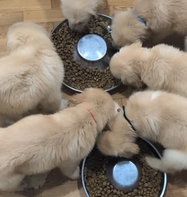 ゴールデンとハスキーのご飯の食べ方の違い