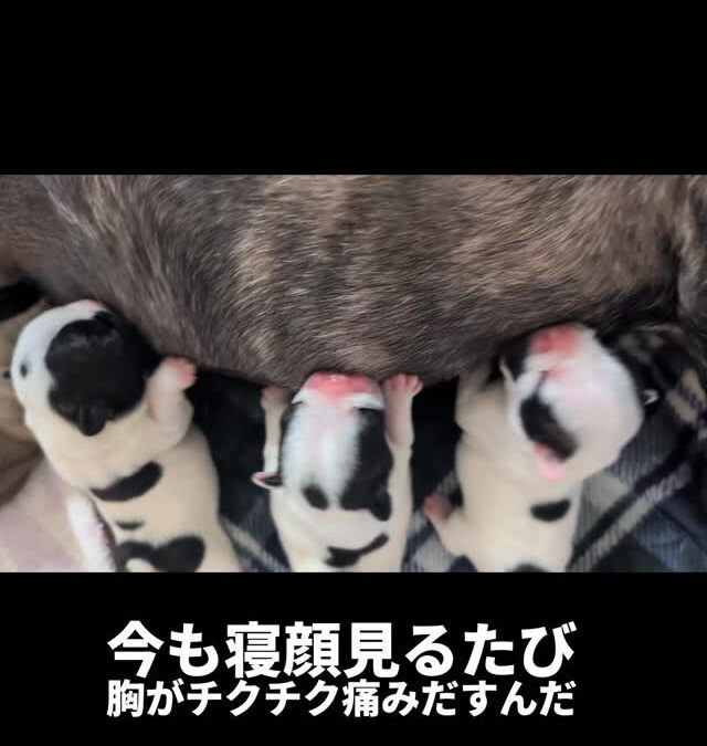 吹雪×コテツBABY