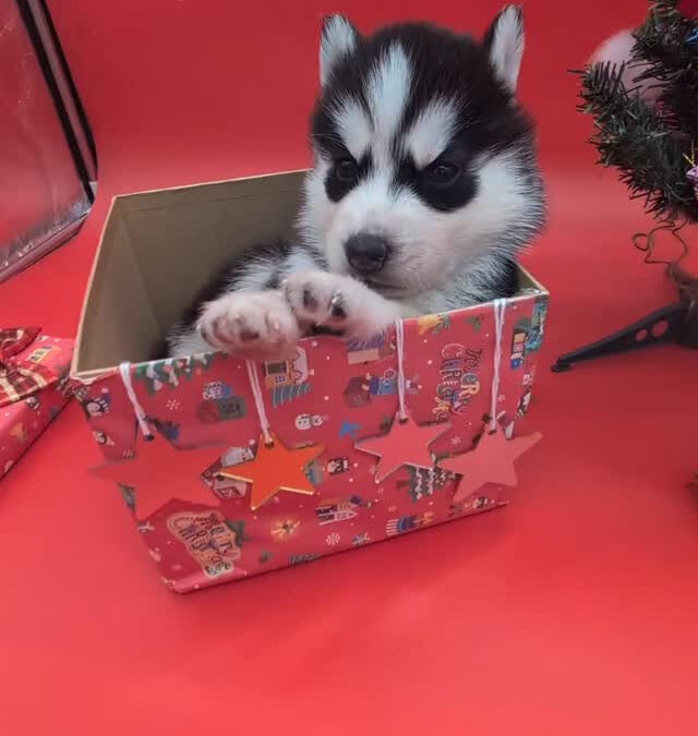 2025/11/6瀬名×ジョニーBABY