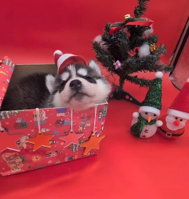 2025/11/6瀬名×ジョニーBABY