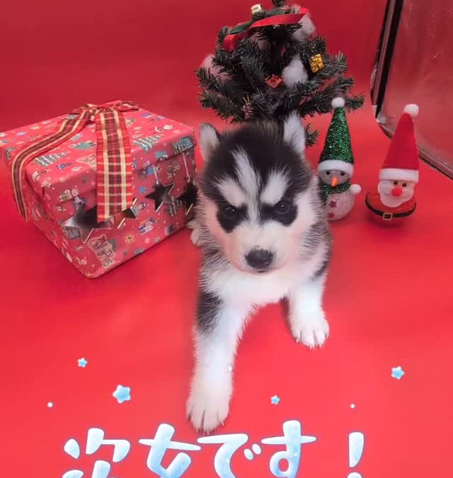 2025/11/6瀬名×ジョニーBABY