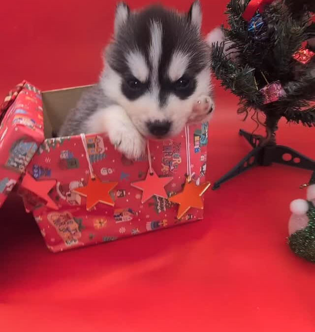 2025/11/6瀬名×ジョニーBABY