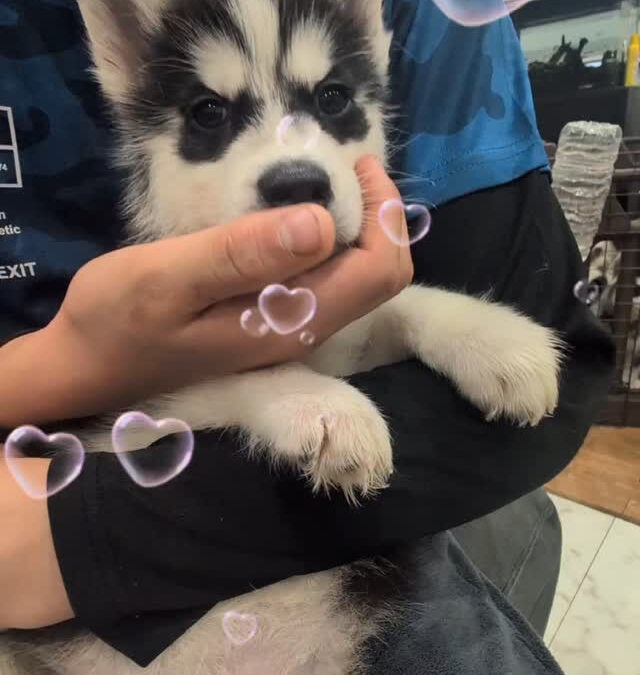 年末年始のご見学予約ありがとうございます