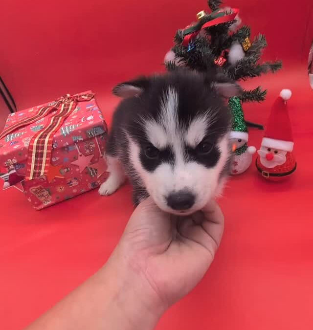 2025/11/6瀬名×ジョニーBABY