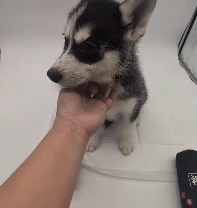 私を家族にしてください