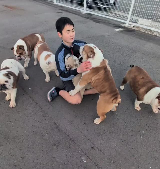 ブルドッグ担当の長男