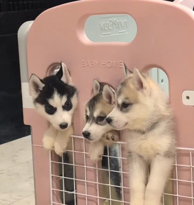 ハスキーちゃんたちのご飯待ち